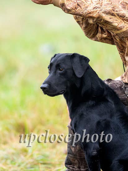 GRHRCH Willmarks Woodsmen MH | Black Labrador Retriver