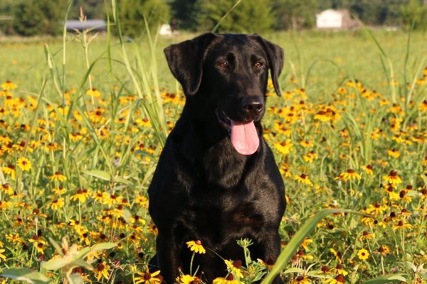 HRCH Revitt Up's Tubb Tyme | Black Labrador Retriver