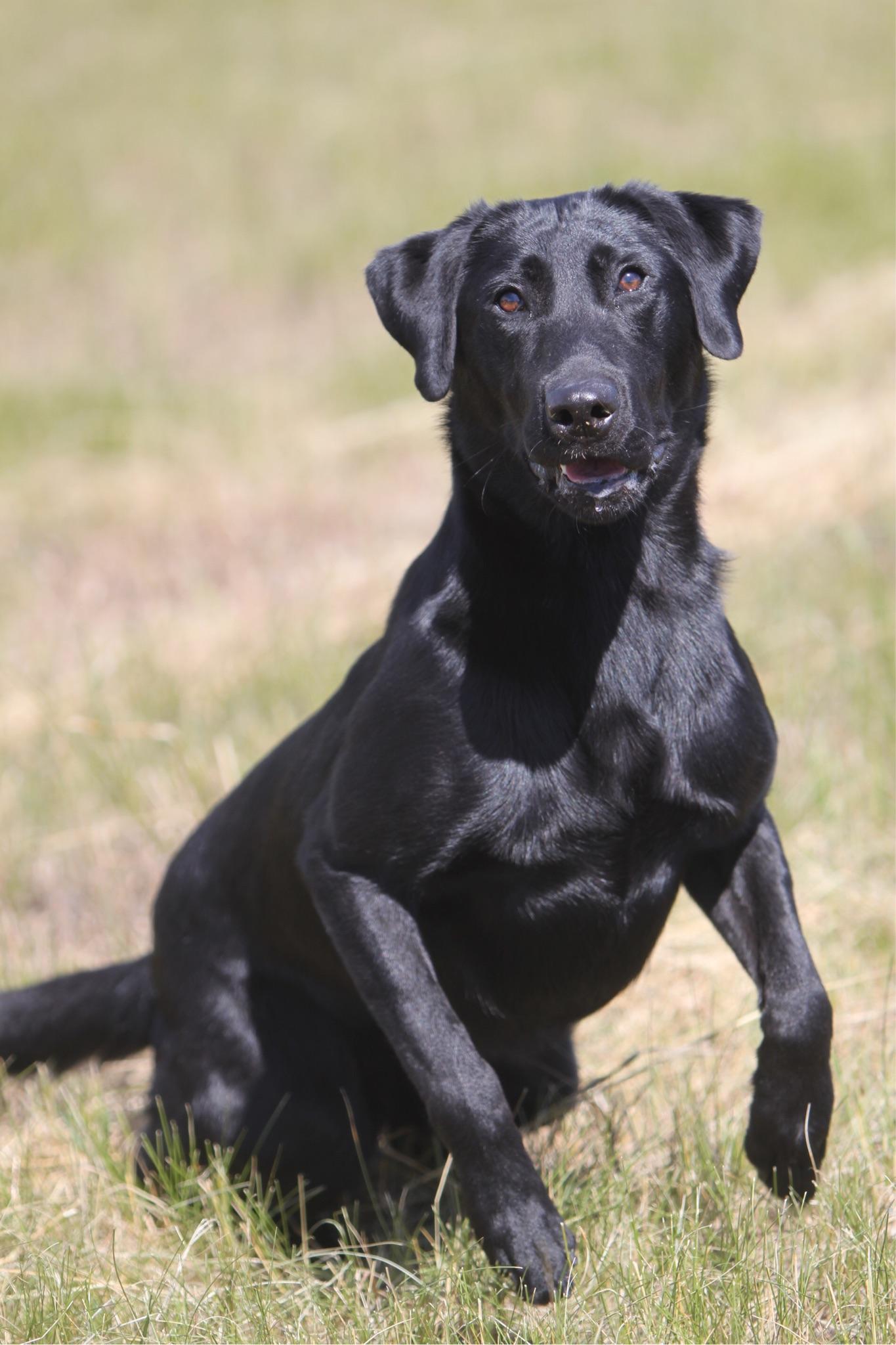 Possum's White Lightnin' QAA | Black Labrador Retriver