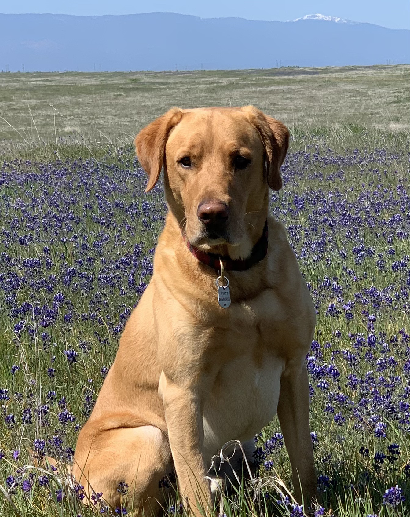 Wild West Posse Point Man MH MNR | Yellow Labrador Retriver