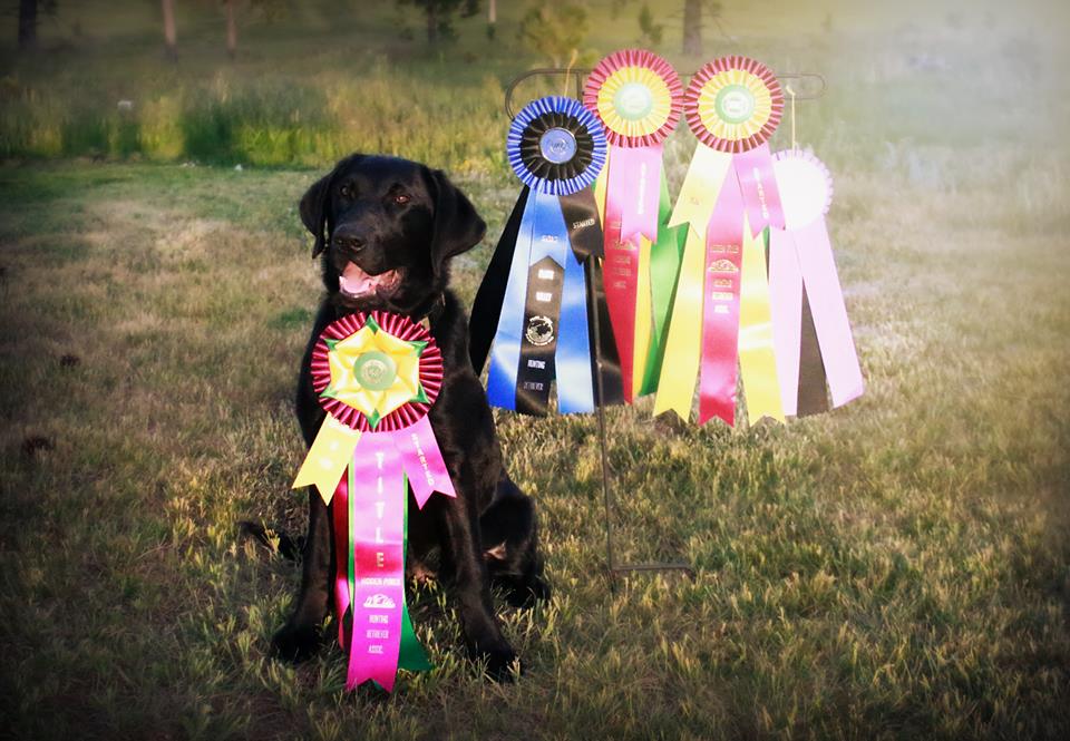 SHR FSR Dakota's Lil Storm Chaser DJ VHMA CGC TKI | Black Labrador Retriver