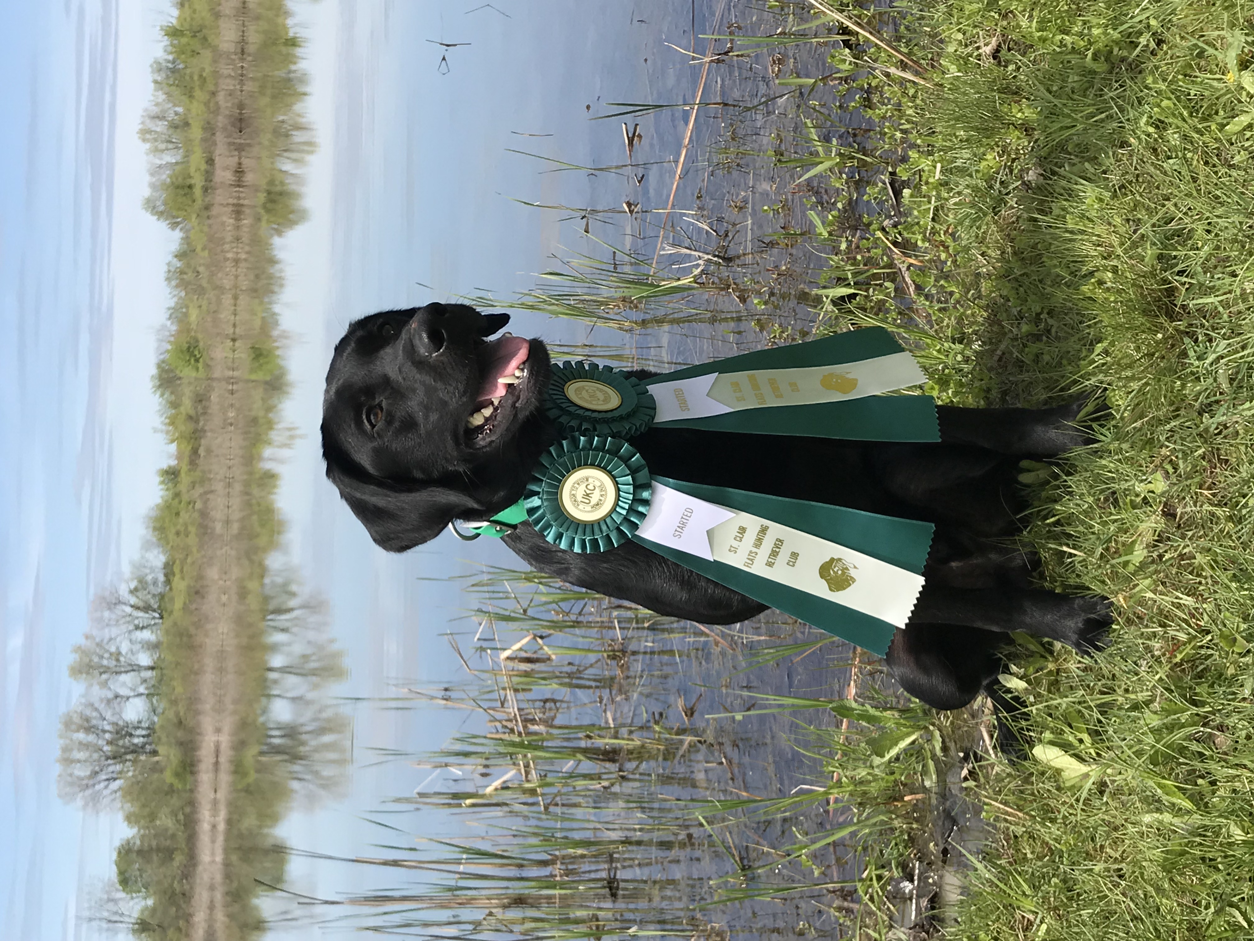 SHR CHSD WSD RO2 Ironpaws American Muscle JH CGCA CGCU WC CC | Black Labrador Retriver