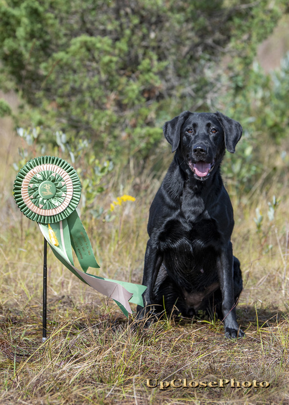 GRHRCH Trigger's You Can Call Me Allie MH | Black Labrador Retriver