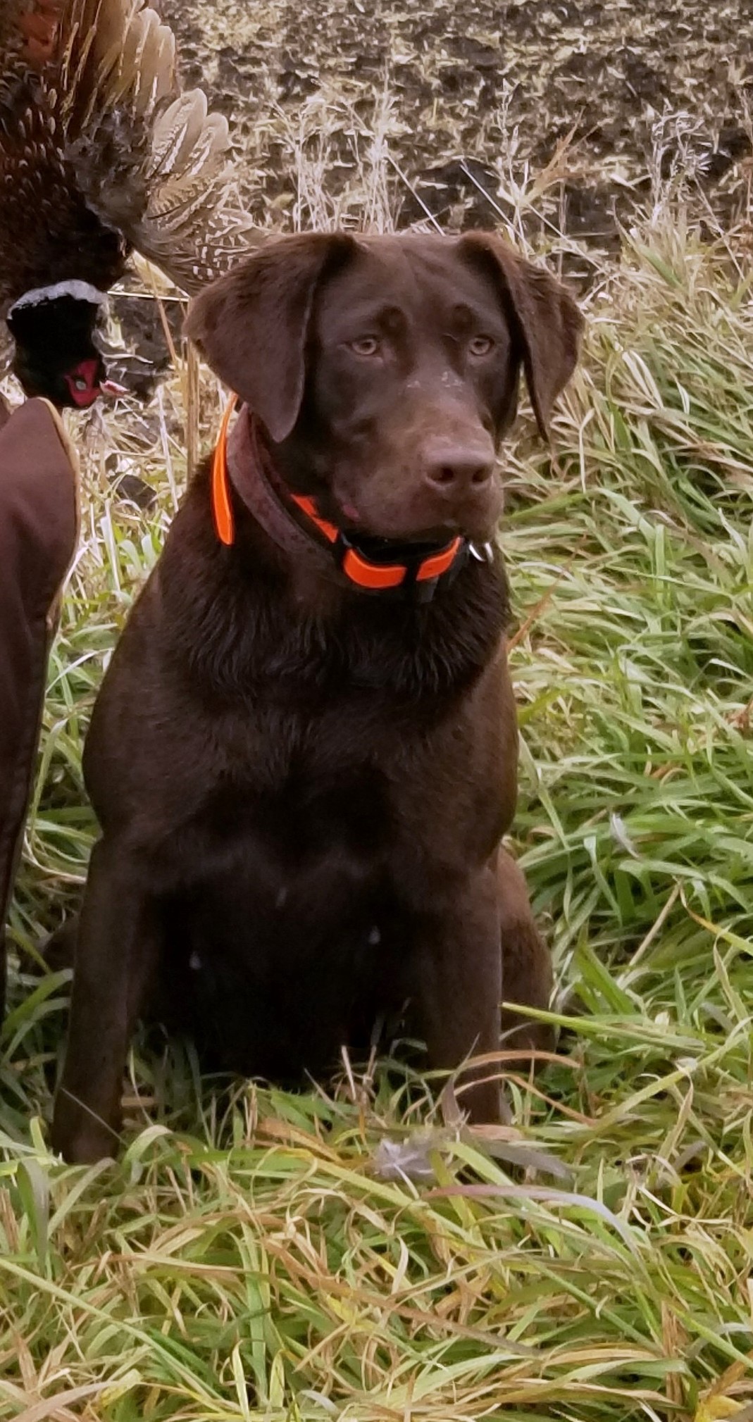 Delta Blue Thunder | Chocolate Labrador Retriver