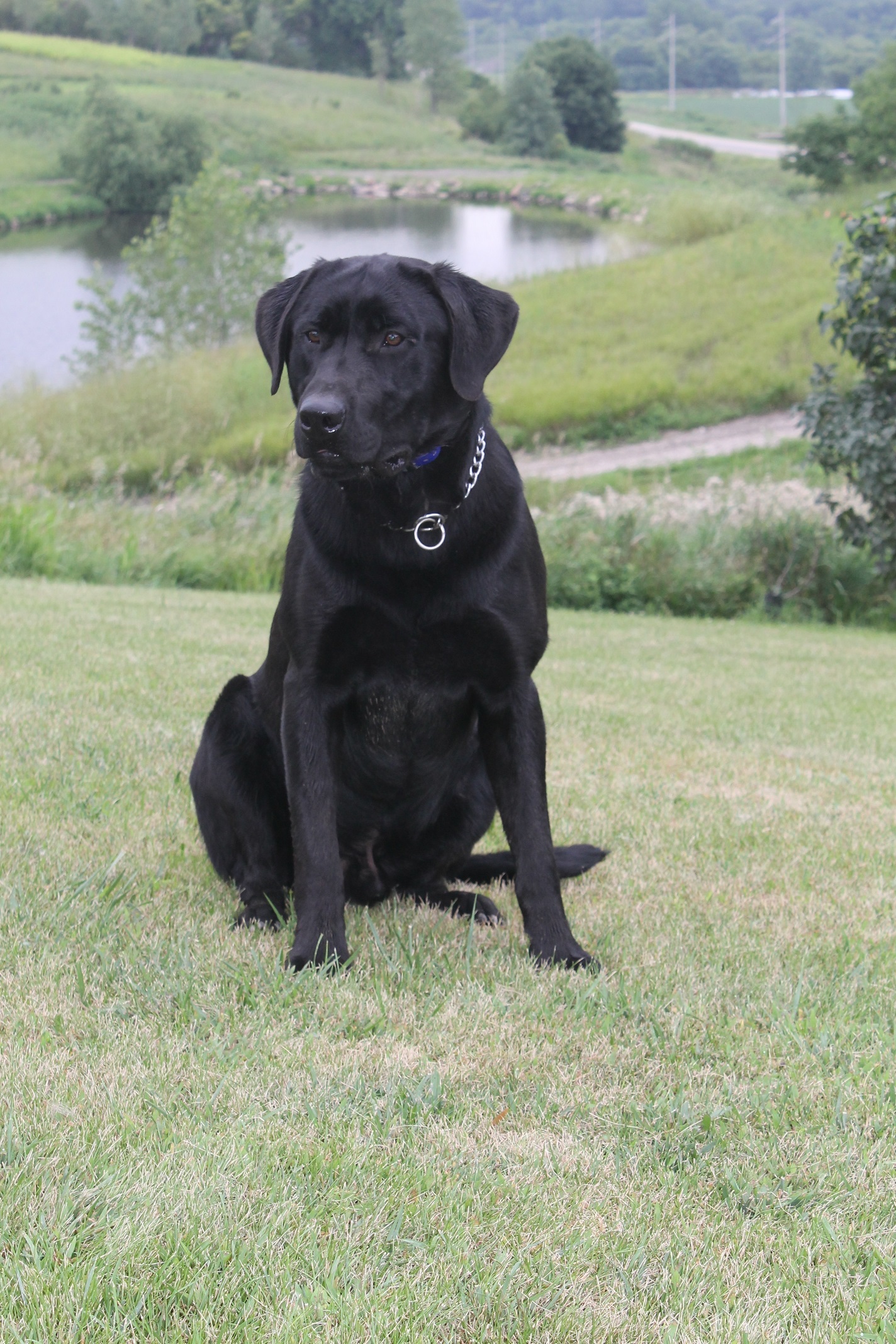 Loaded Sherman Tank | Black Labrador Retriver