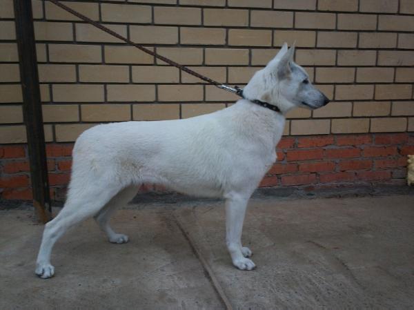 Djuli White from South Africa | White Swiss Shepherd Dog 