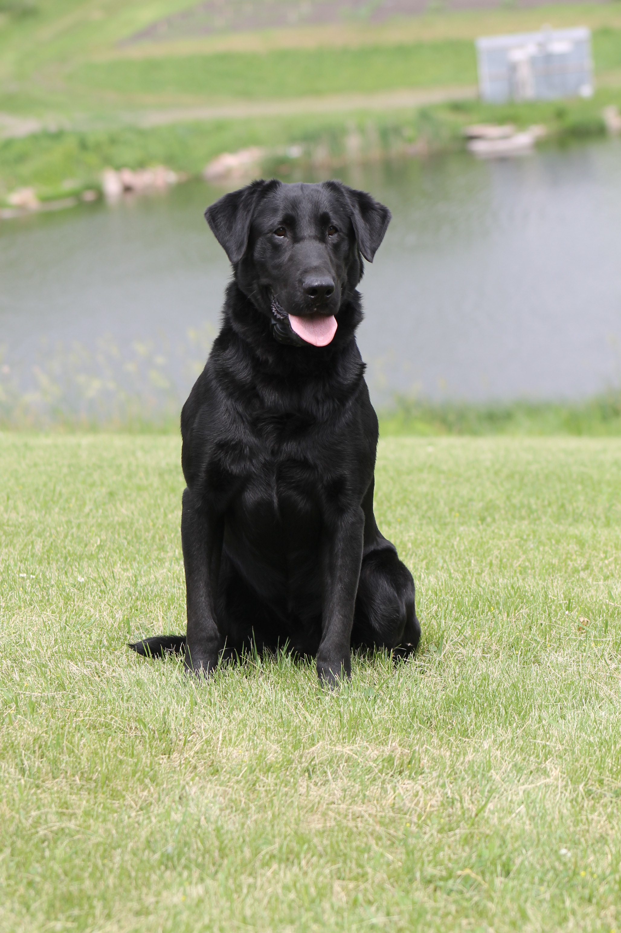 Sliders Top Gun | Black Labrador Retriver