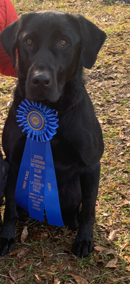 Dickens' Bayou Teche Prayin' When It Rains SH | Black Labrador Retriver