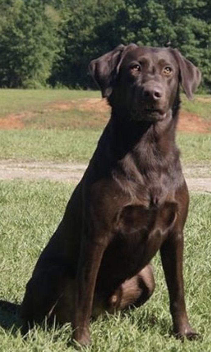 Windstorm Lightning QAA MH17 | Chocolate Labrador Retriver