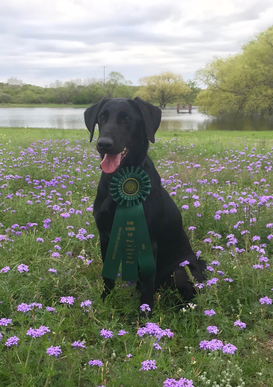 She's Dancing On The Midway MH | Black Labrador Retriver