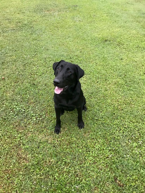 HRCH Poulsen's Lunch Money MH | Black Labrador Retriver