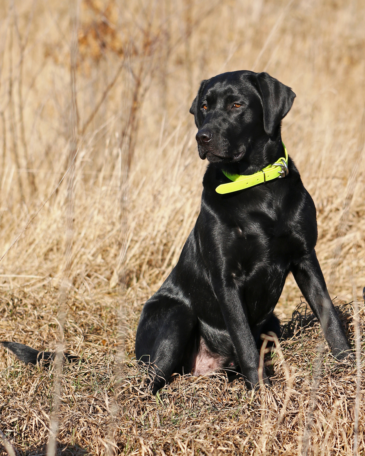 Silver Lining Ellies Goose DSA - SR98918809 | Black Labrador Retriver