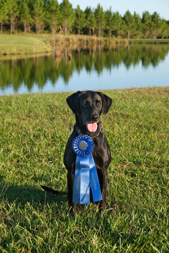 HRCH Grassland's Lil Cajun Queen MH QAA | Black Labrador Retriver