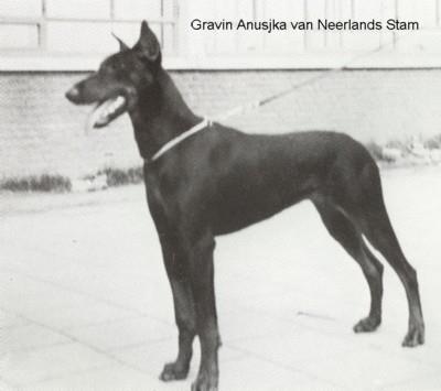 Gravin Anusjka v. Neerlands Stam | Black Doberman Pinscher