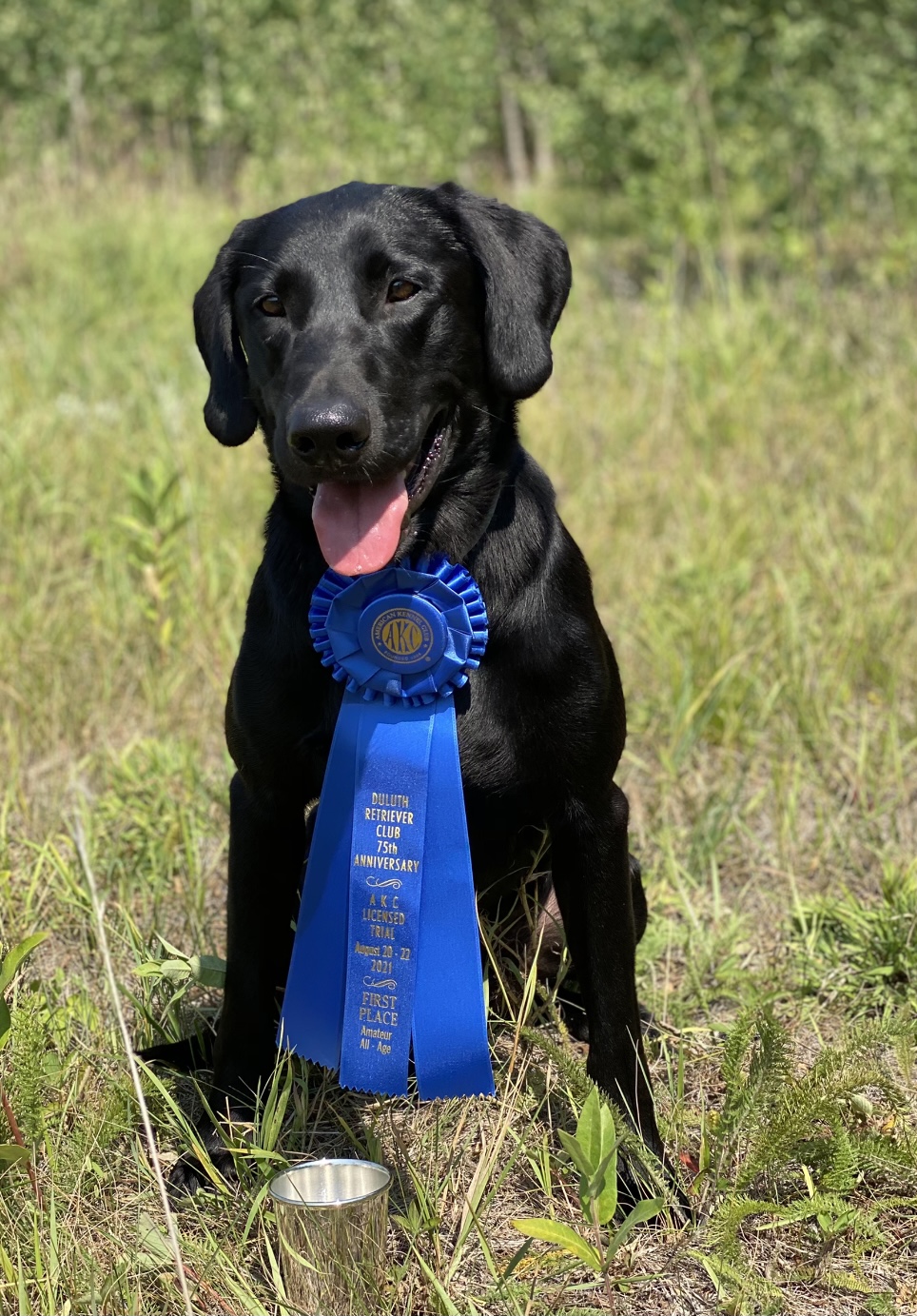 HRCH UH Dixon's Brickhouse Burke QA2 | Black Labrador Retriver