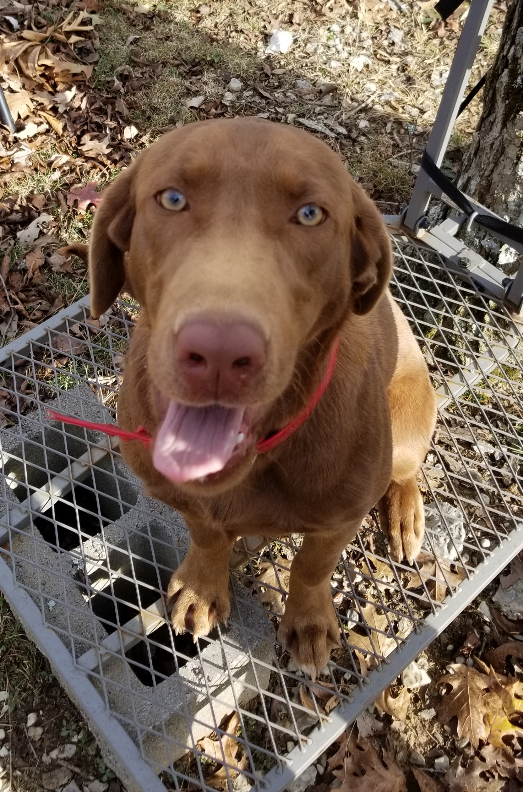 Candycreek Luck Of The Draw | Chocolate Labrador Retriver