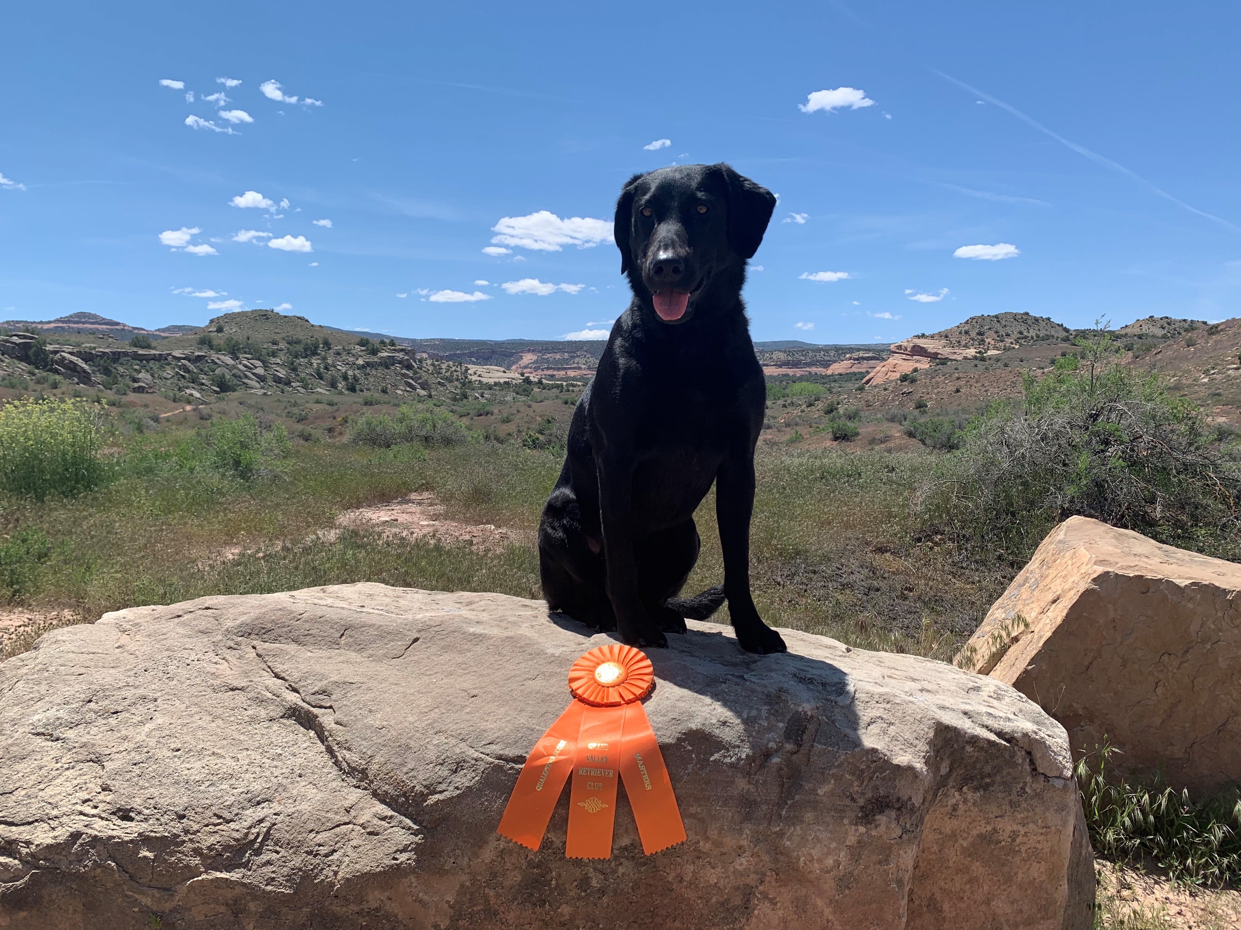 HRCH UH Roaring Fork's Smokeshow MH | Black Labrador Retriver