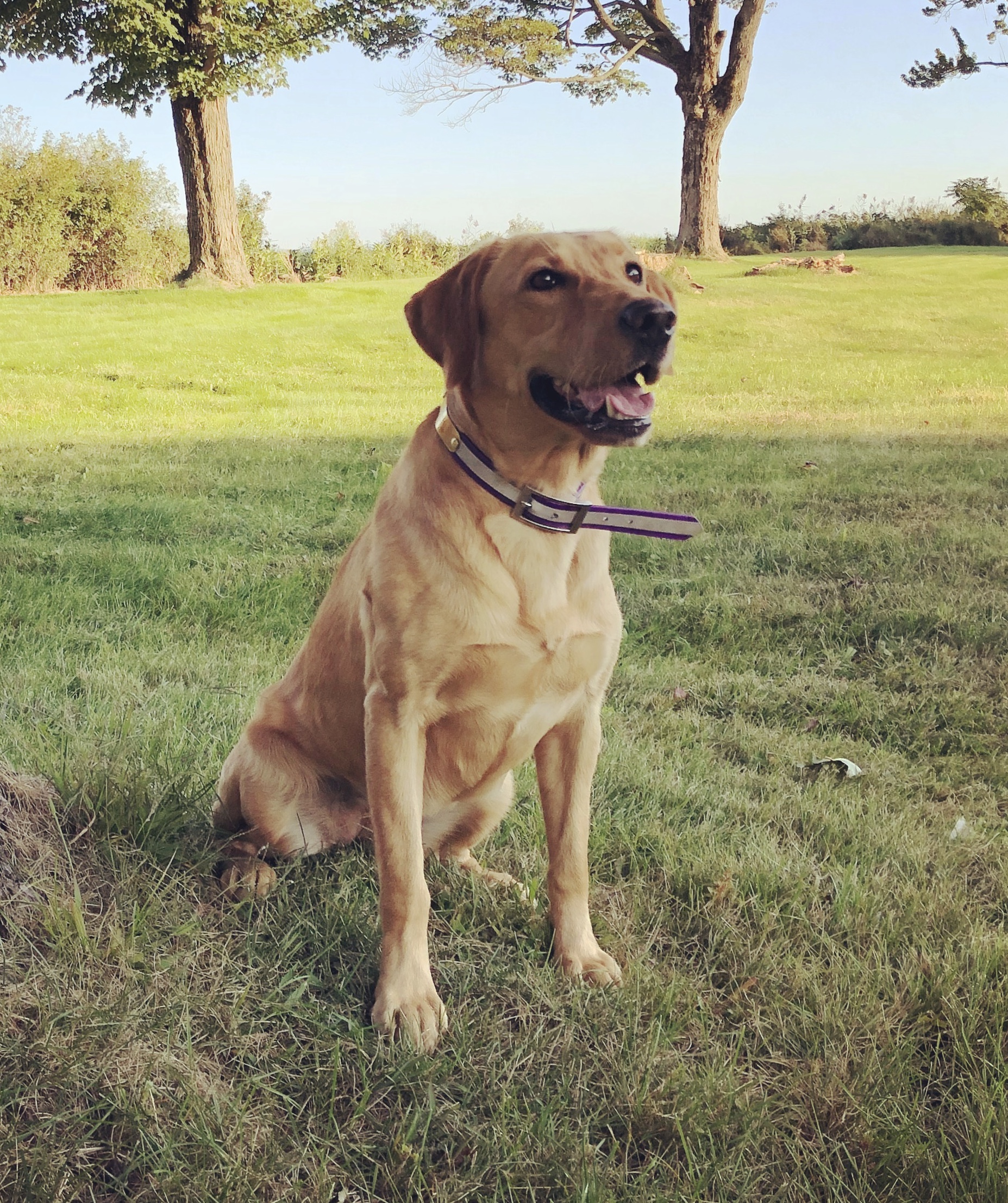 BDC NC HR  Bayshore's In The Moment MH | Yellow Labrador Retriver