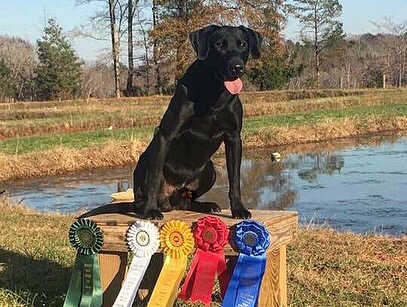 SRSC Abbeys Blaze Of Glory MH QA2 | Black Labrador Retriver