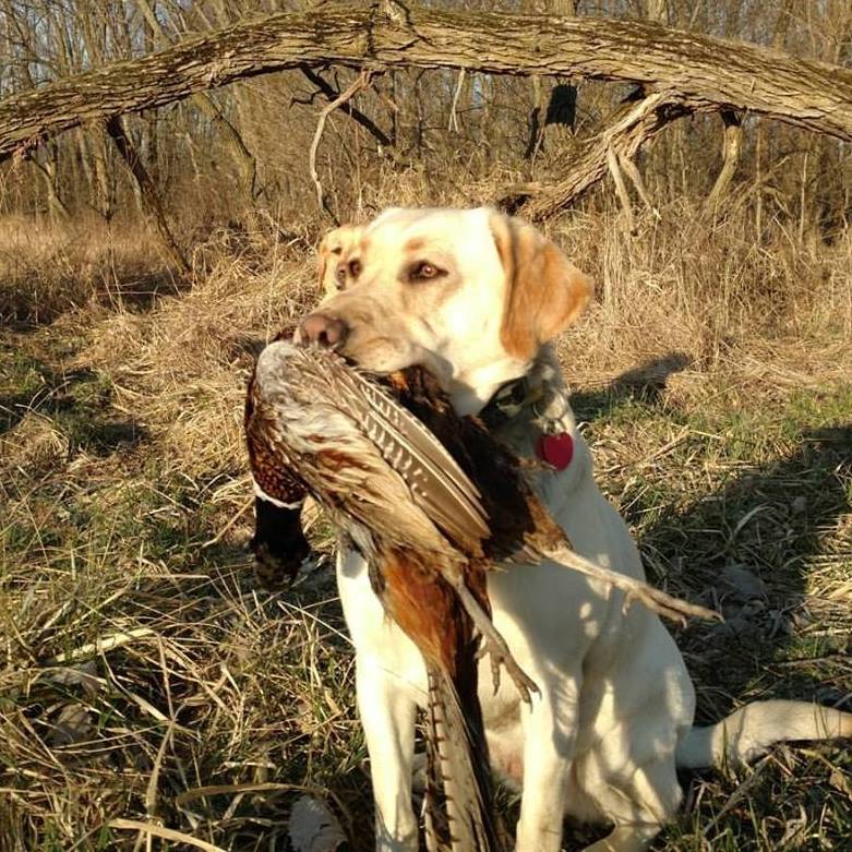 SHR UH Auglaize's African Safari Kalahari | Yellow Labrador Retriver