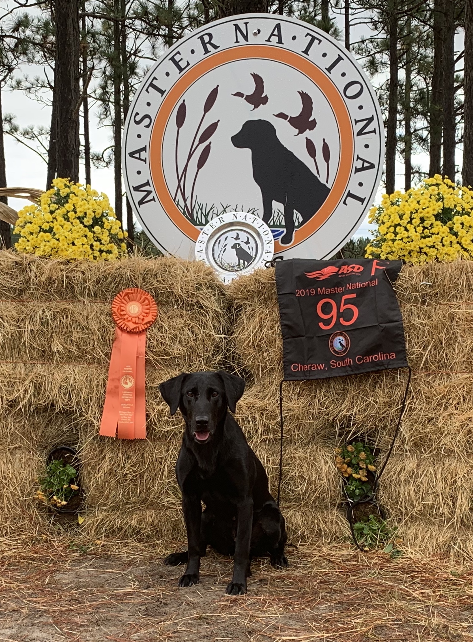 HRCH Docheno Sc's Sharp Shooter MH | Black Labrador Retriver