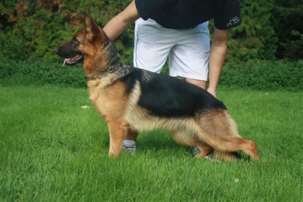 Leana vom Quartier Latin | German Shepherd Dog 