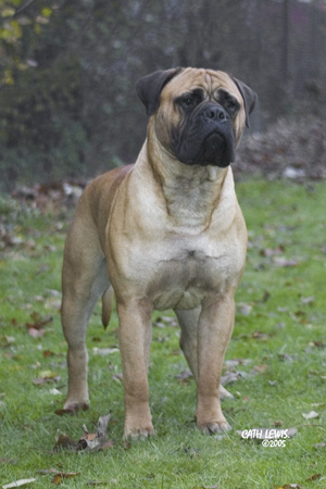 rosco's rough diamond | Bullmastiff 