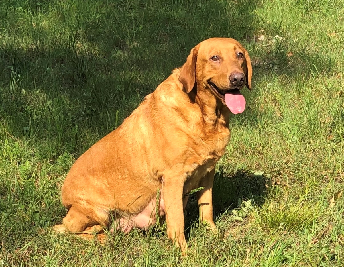 James' Champagne Lady | Yellow Labrador Retriver