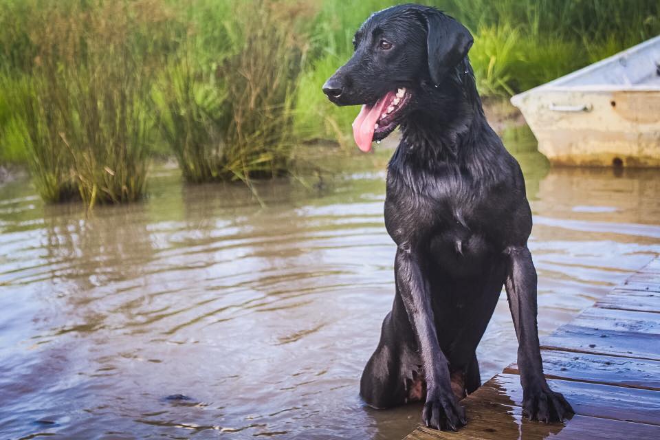 HRCH Cash's Big Bad Archangel | Black Labrador Retriver