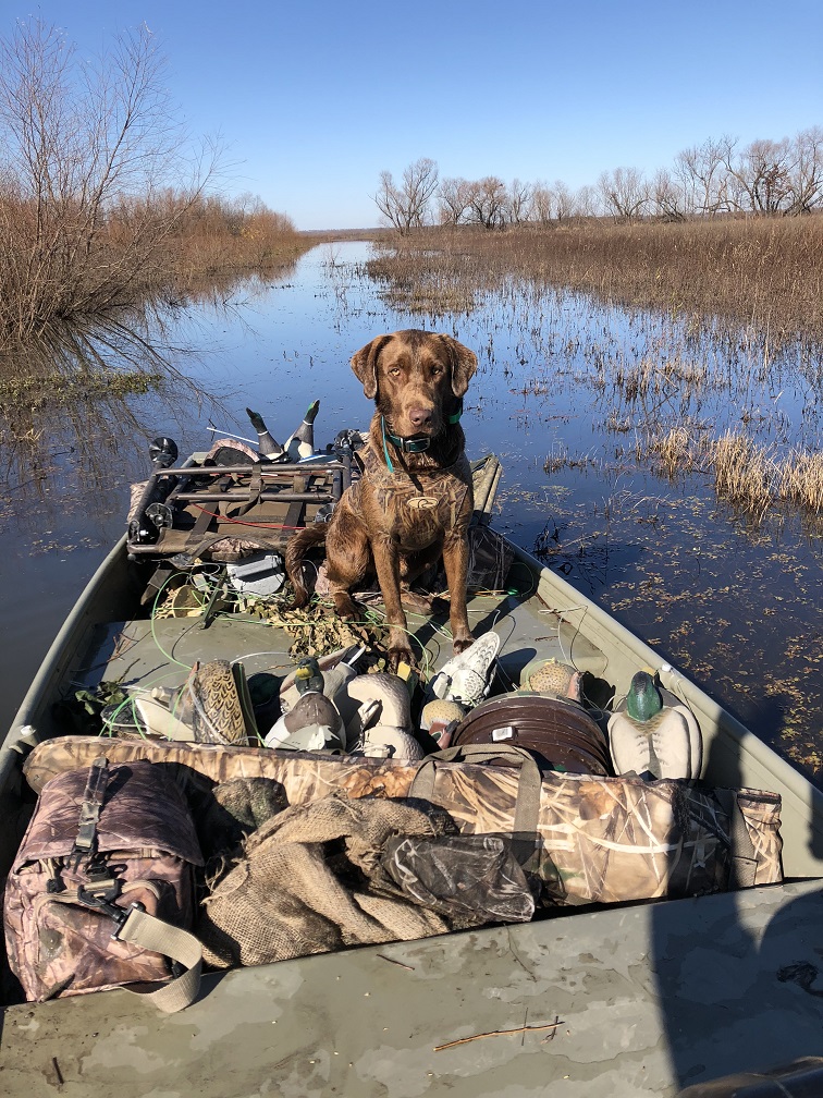 Sac Rivers Shoot'em Up Tyson | Chocolate Labrador Retriver