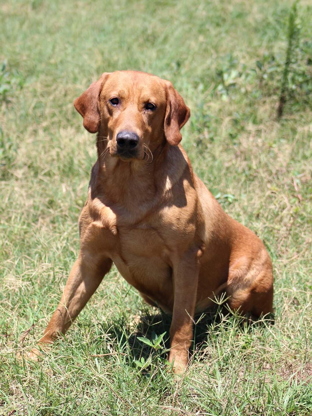 HRCH Washita's Red Headed Stranger MH | Yellow Labrador Retriver