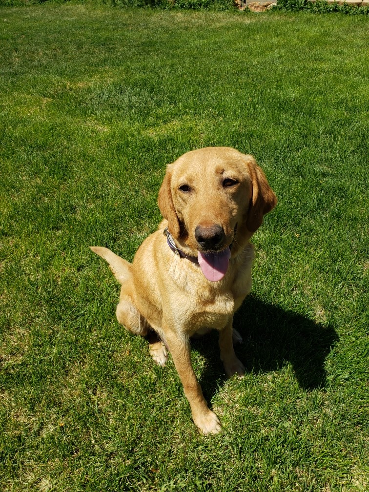 Wright's Kind Of Redhead | Yellow Labrador Retriver