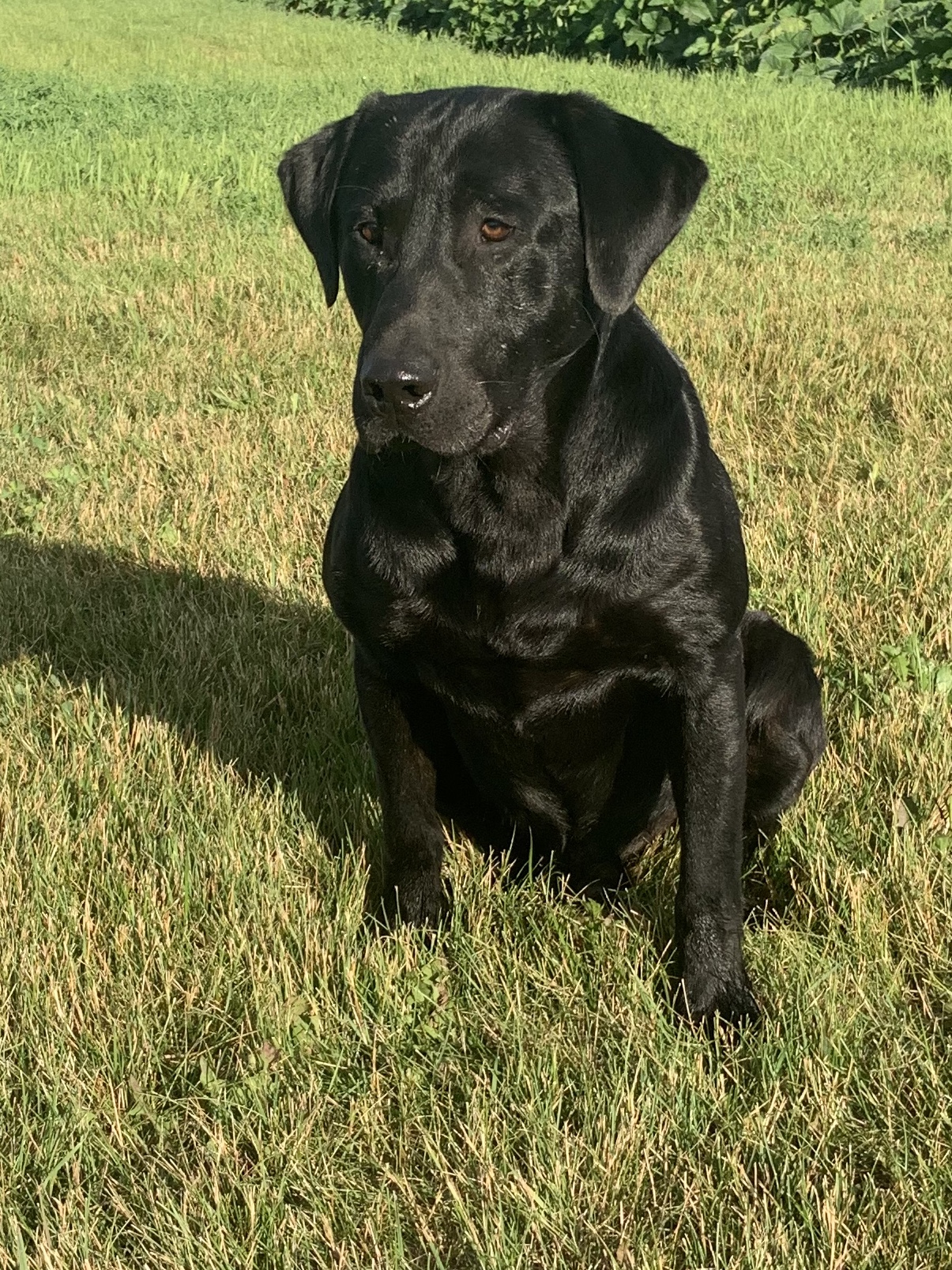 Razor's Prariestorm Dragon | Black Labrador Retriver