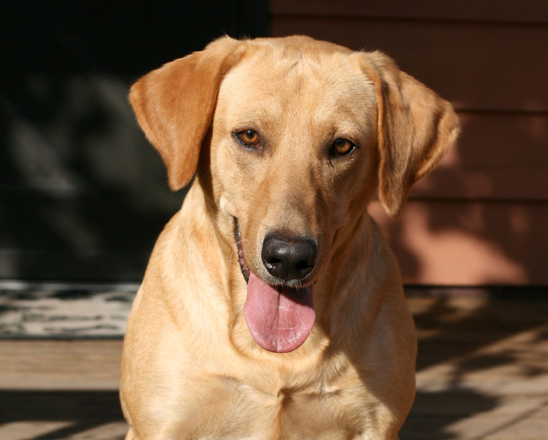 Steelshot's Big Wave A Comin' | Yellow Labrador Retriver