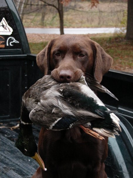 Dreammeyer's Kodiak Drake | Chocolate Labrador Retriver