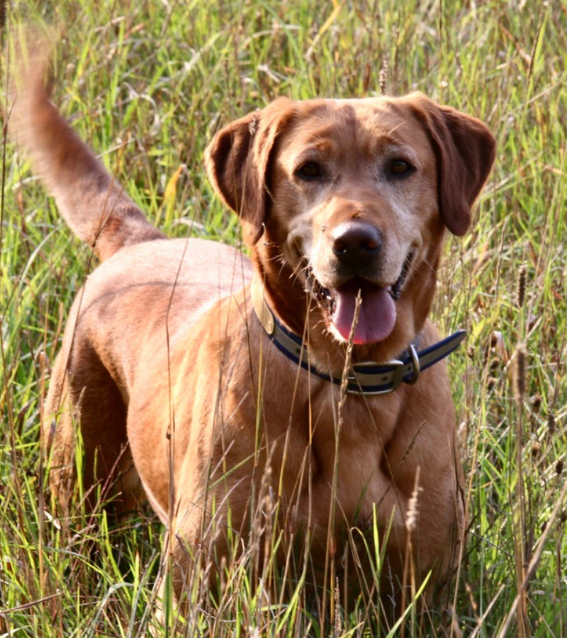 Iowa Pointing Labs Anna | Yellow Labrador Retriver