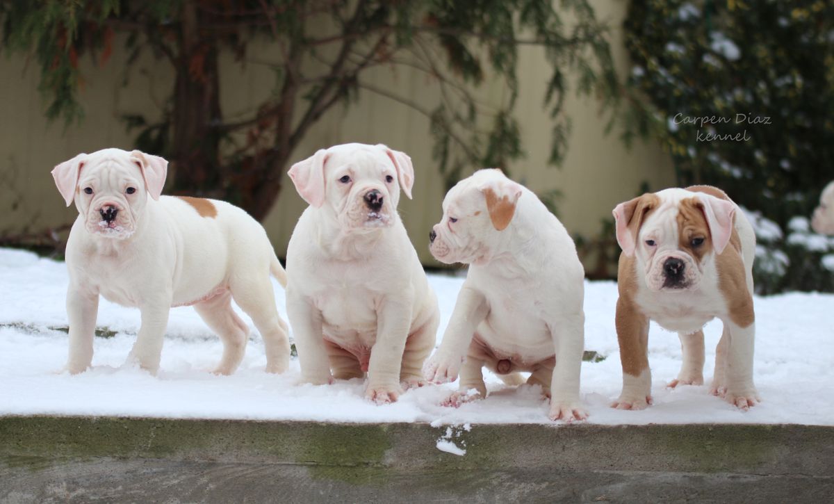 Carpen Diaz Brenda | American Bulldog 