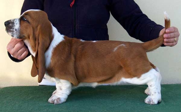 Franbar's Vintage | Basset Hound 