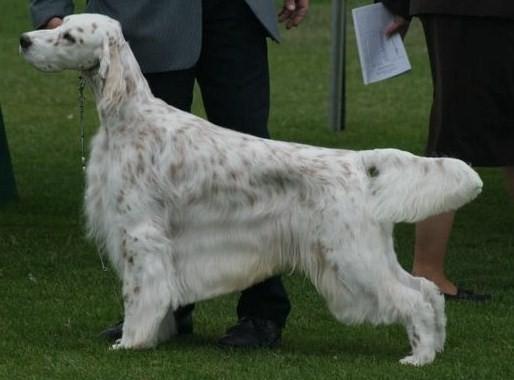 Chebaco Blames It On Trabeiz | English Setter 