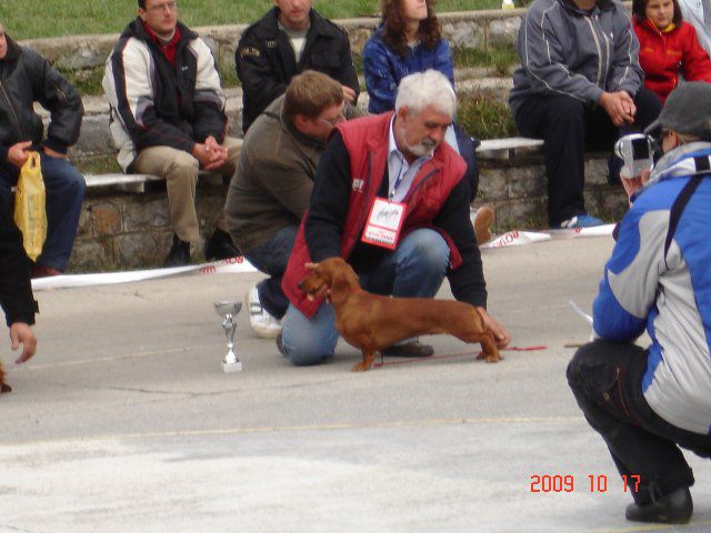 MICRA OD BELJINA | Dachshund 