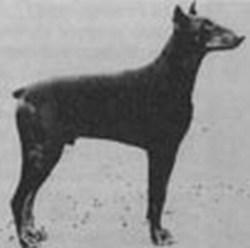 Igon v. Wellborn | Black Doberman Pinscher