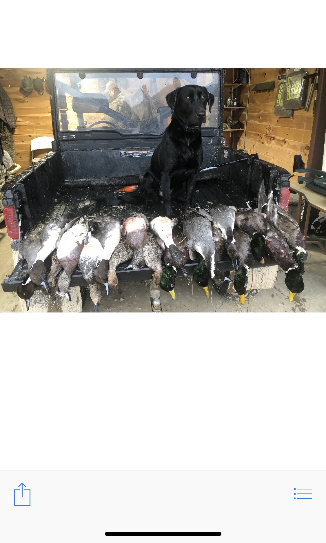 Duckmen's Take It To The Limit | Black Labrador Retriver