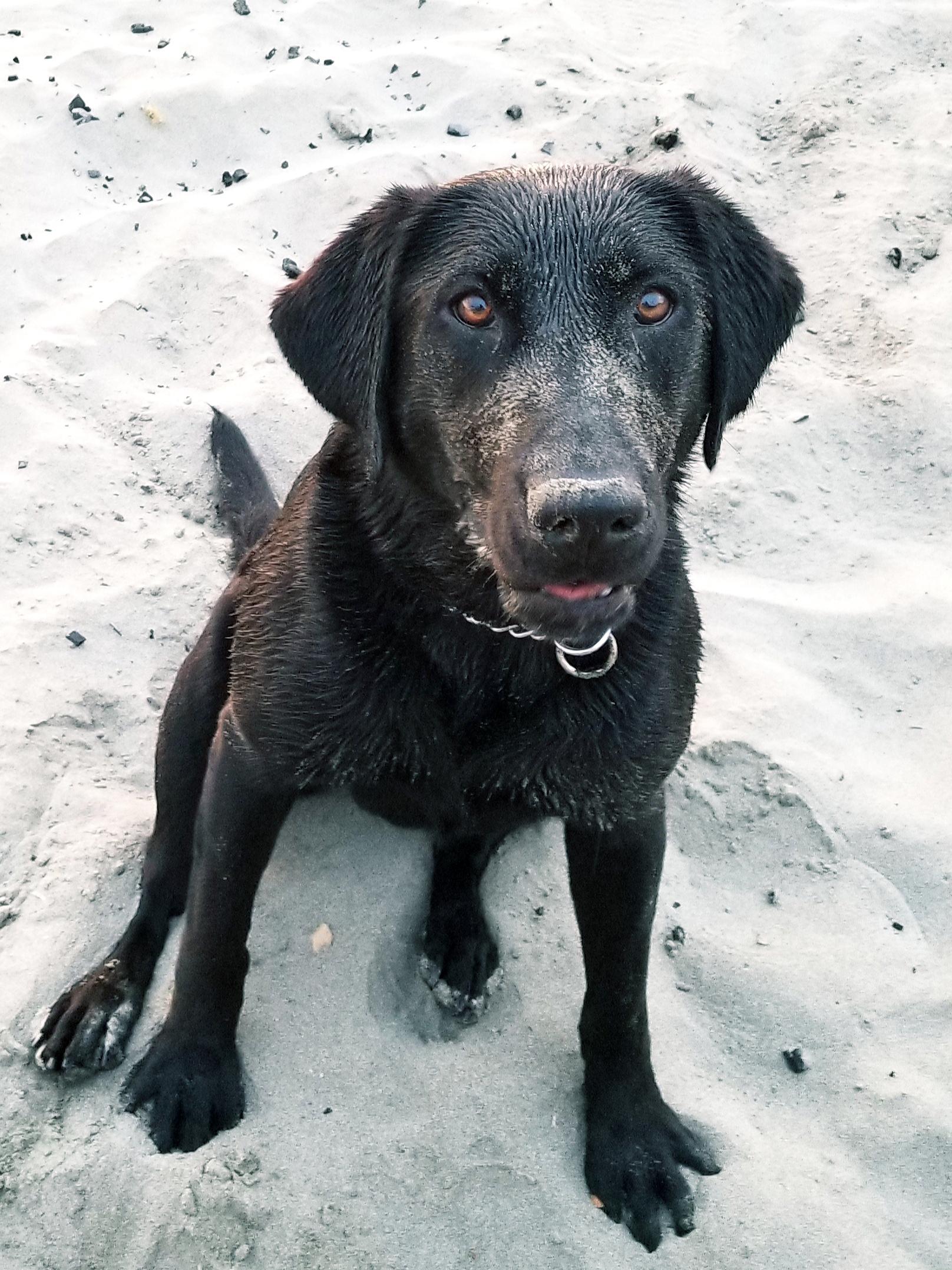 Seaside's Little Lawless QA2 | Black Labrador Retriver