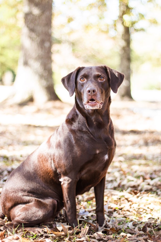 HRCH Gpr's Sweet Tea On The Rocks MH | Chocolate Labrador Retriver