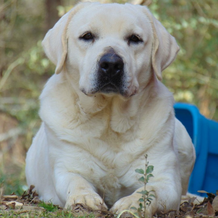 Enid's Friendly Ghost | Yellow Labrador Retriver