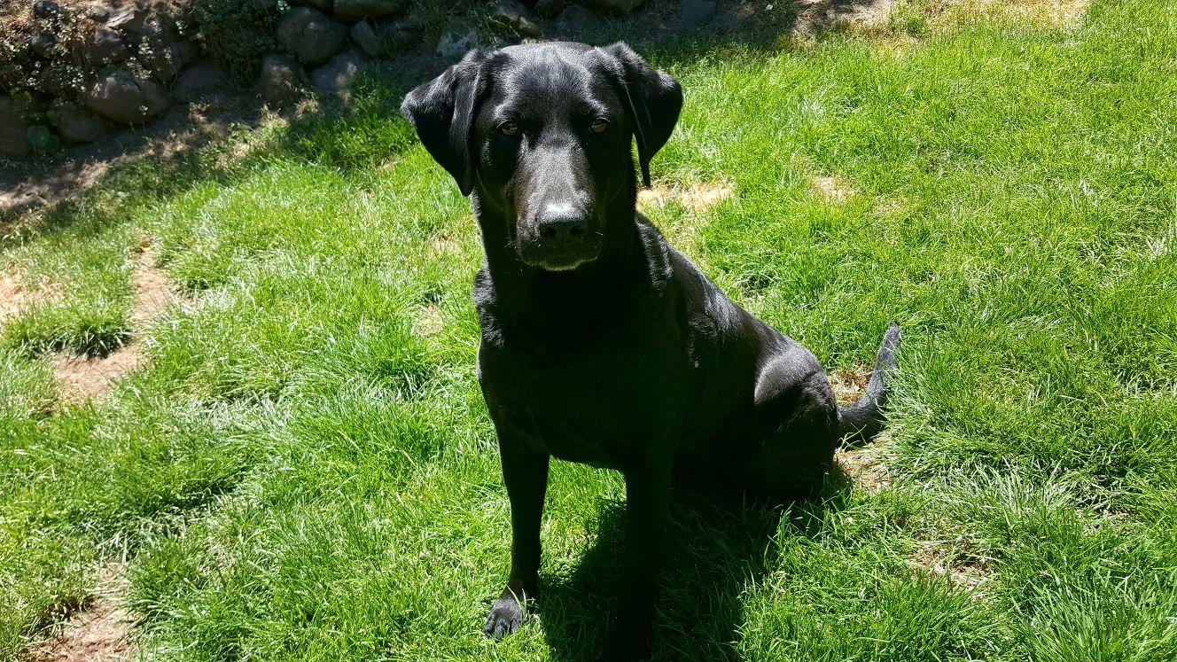 River Valley Sailor's Abigail MH | Black Labrador Retriver