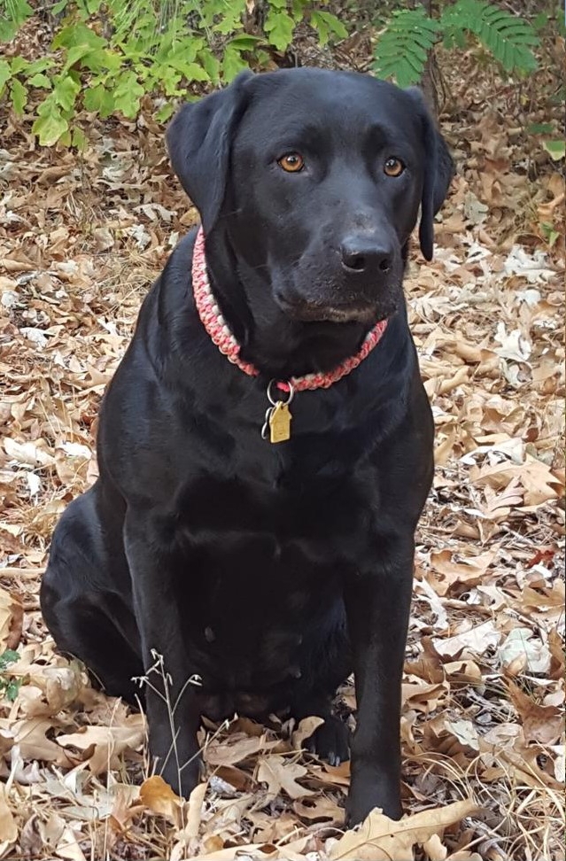 C&C's Kimber Eclipse | Black Labrador Retriver