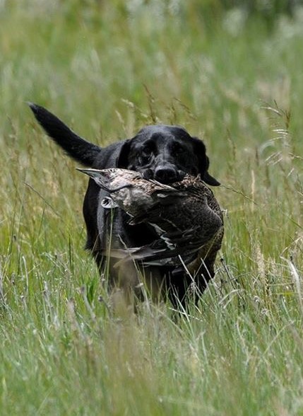 Wingbusters Quiet Elegance JFTR QFTR | Black Labrador Retriver