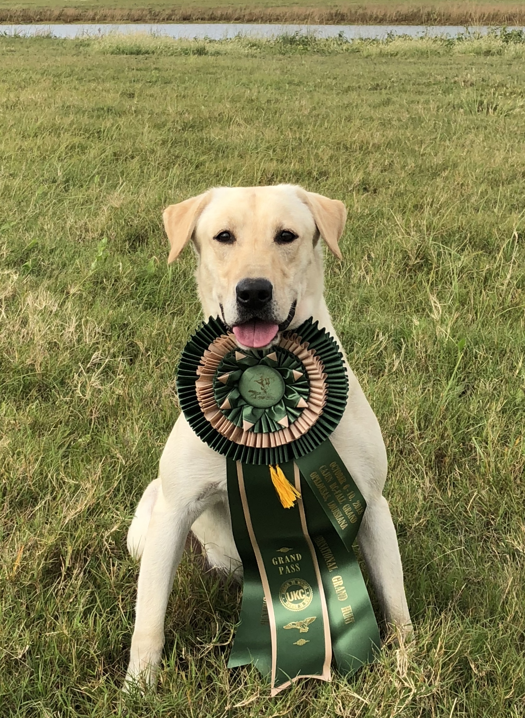 5x GRHRCH  Southern Way's Georgia On My Mind MH QAA | Yellow Labrador Retriver