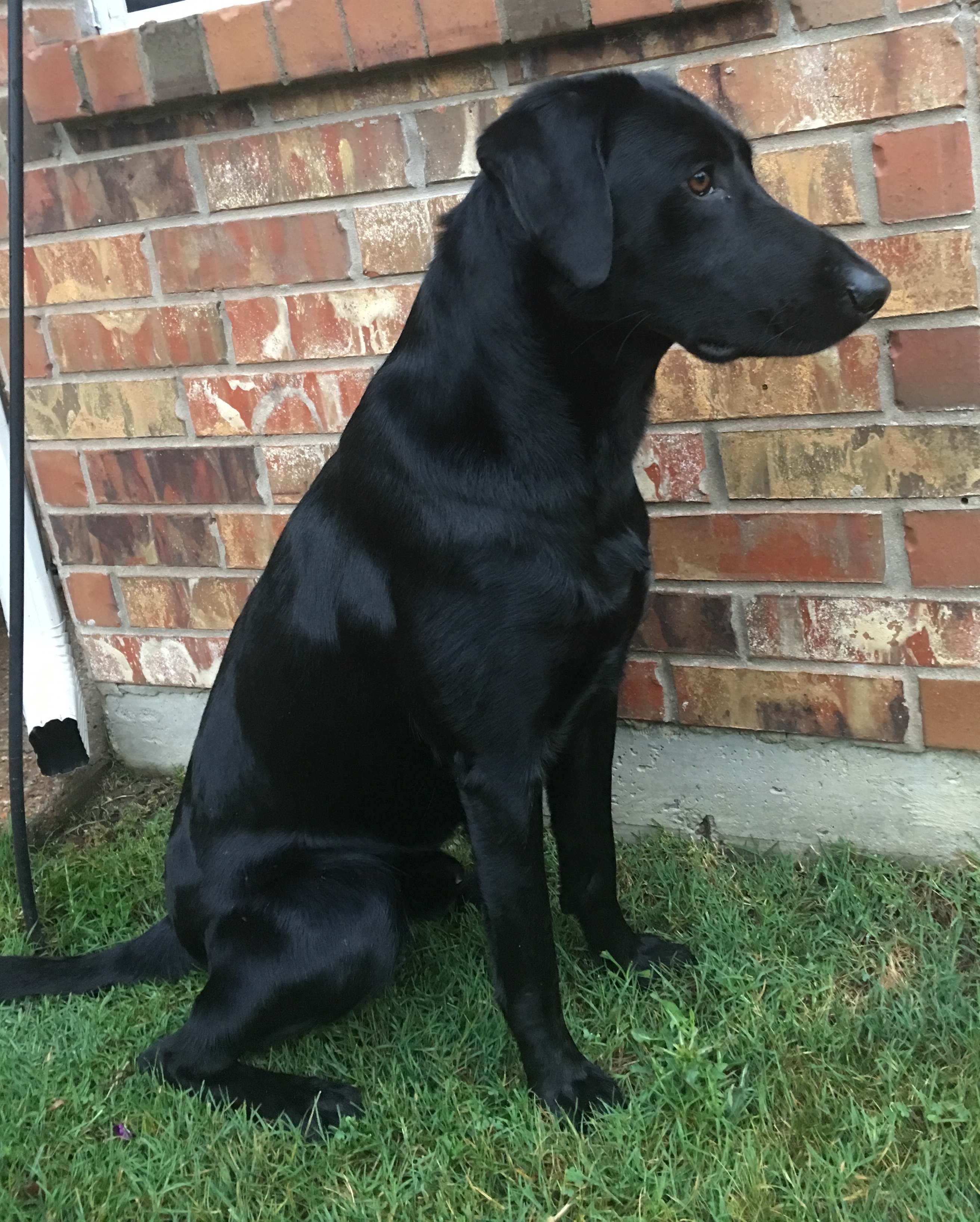 Grady's Commander And Chief | Black Labrador Retriver